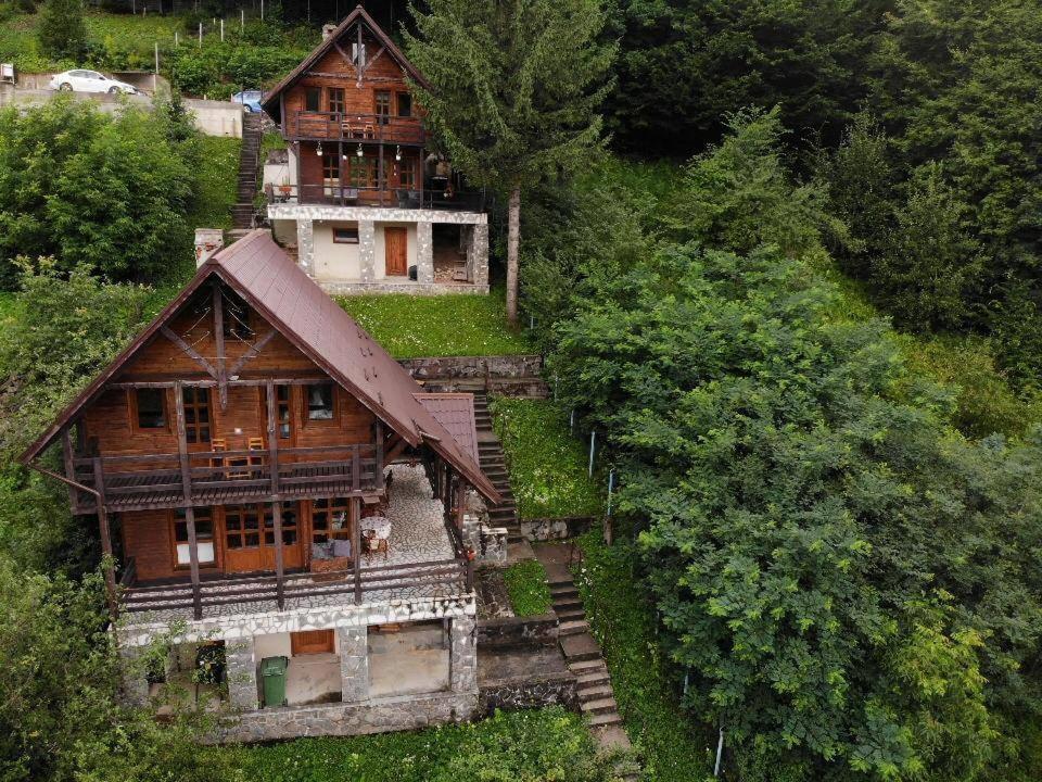 Florile Bucegilor Sinaia